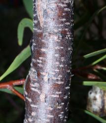 Image: K.A. Ford © Landcare Research 2015 